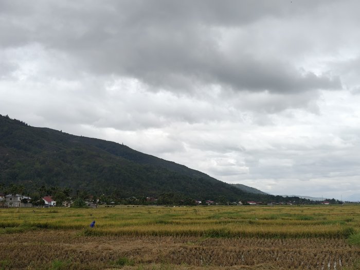 ? Belajar dari Alam: Siswa Habiskan Akhir Pekan Menyaksikan Panen Padi