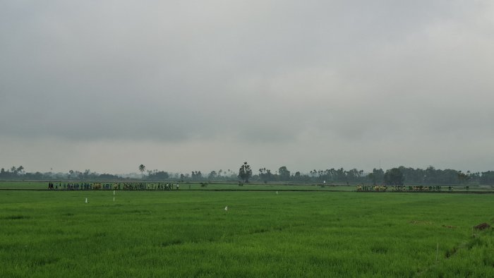 Udara Segar Pagi Hari, Jalan Santai Bikin Siswa MTsN 1 Kerinci Makin Semangat!