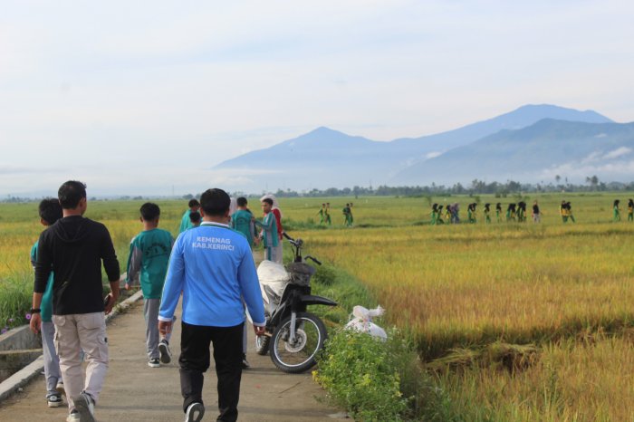 Bukan Sekadar Jalan Santai! MTsN 1 Kerinci Nikmati Panorama Sawah menguning yang Memukau